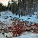  Hochgeladen am 01.03.2024 00:00:00Суркина Елена 