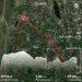  Hochgeladen am 03.06.2024 00:00:00Драчёва Ольга 