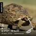  Hochgeladen am 25.07.2024 00:00:00Кочешова Ирина 
