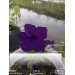  Hochgeladen am 01.08.2024 00:00:00Толочная Екатерина 