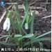  Hochgeladen am 23.03.2025 00:00:00Курицина Надежда 
