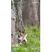  Hochgeladen am 03.04.2025 00:00:00Мельничук Владимир 