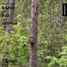  Hochgeladen am 10.05.2025 00:00:00Кирюшина Ульяна 