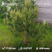  Hochgeladen am 30.05.2025 00:00:00Любовь Александровна 