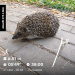  Hochgeladen am 27.09.2025 00:00:00Вершинина Ольга 