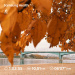  Hochgeladen am 14.10.2025 00:00:00Лебедева Яна 