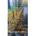  Hochgeladen am 17.10.2025 00:00:00Кузнецов СЕРГЕЙ 