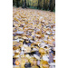  Hochgeladen am 22.10.2025 00:00:00Головина Елизавета 