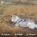  Hochgeladen am 27.11.2025 00:00:00Зиянбаева Анна 