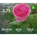  Hochgeladen am 03.06.2026 00:00:00Проскурина Эльвира 