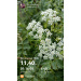  Hochgeladen am 18.06.2026 00:00:00Полканова Елена 