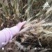  Hochgeladen am 17.07.2020 00:00:00Орлова Ирина 