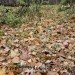  Hochgeladen am 08.11.2023 00:00:00Татарченко Юлия 