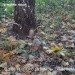  Hochgeladen am 13.10.2023 00:00:00Епишина Карина 