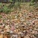  Hochgeladen am 08.11.2023 00:00:00Татарченко Юлия 